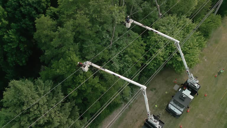 Tree and Shrub Care in Frontenac, KS