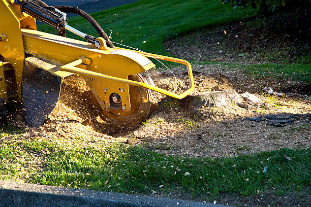 How Our Tree Care Process Works  in  Frontenac, KS